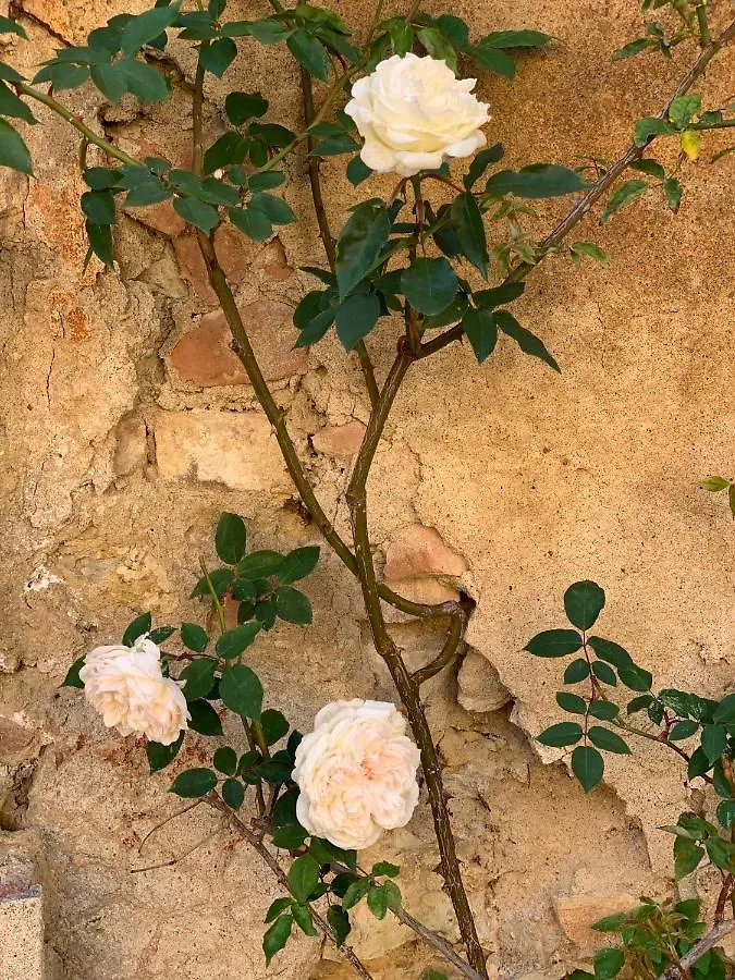Séjour à la campagne Maison d'hôtes Fattoria Di Catignano à San Giovanni